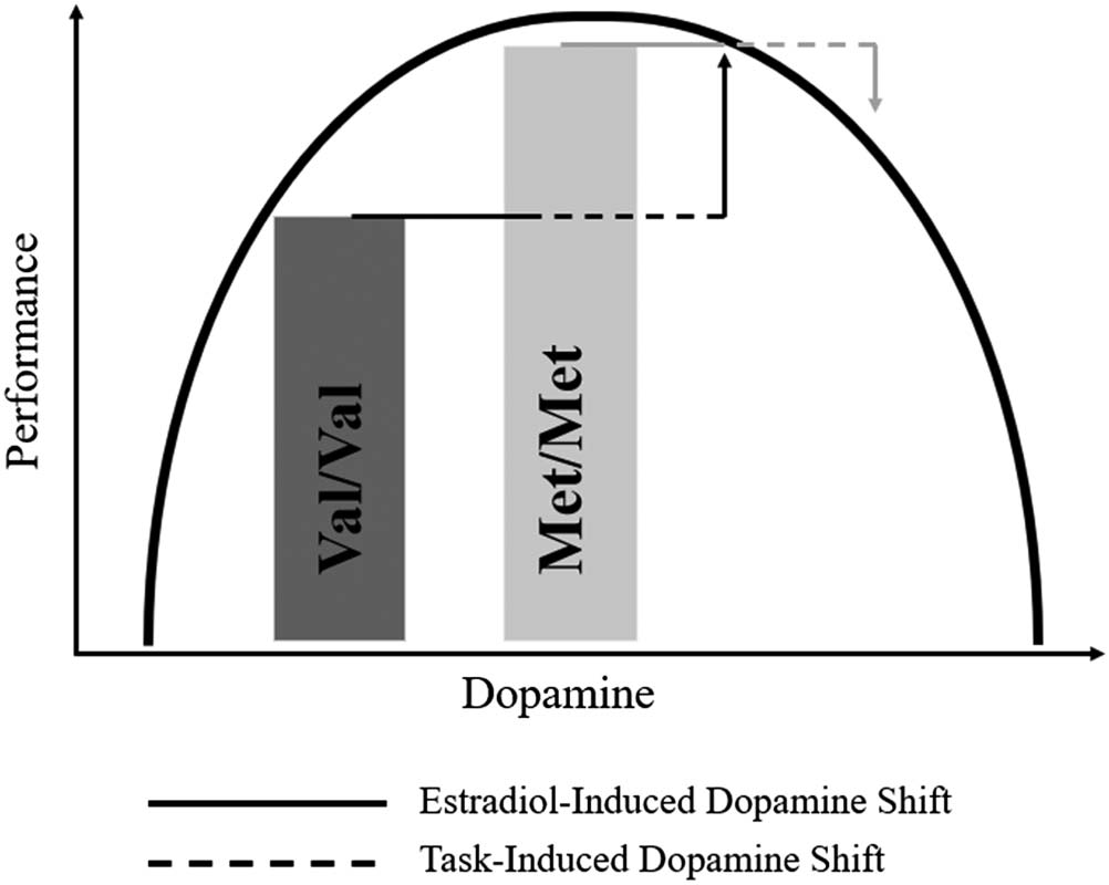 Estradiol and the Catechol-o-methyltransferase Gene image