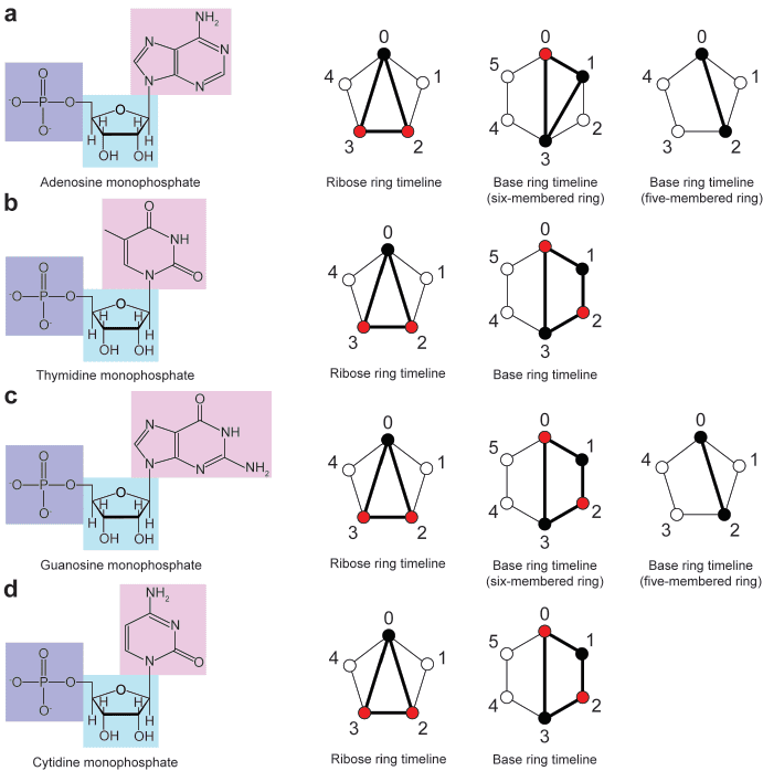 The Musical Geometry of Genes image