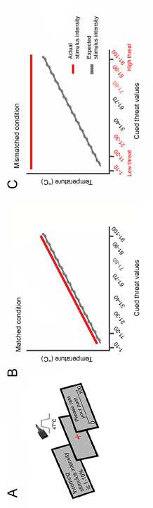 Pak, V. & Hashmi, J.A. (2023). Top-down threat bias in pain perception is predicted by higher segregation between restingstate image