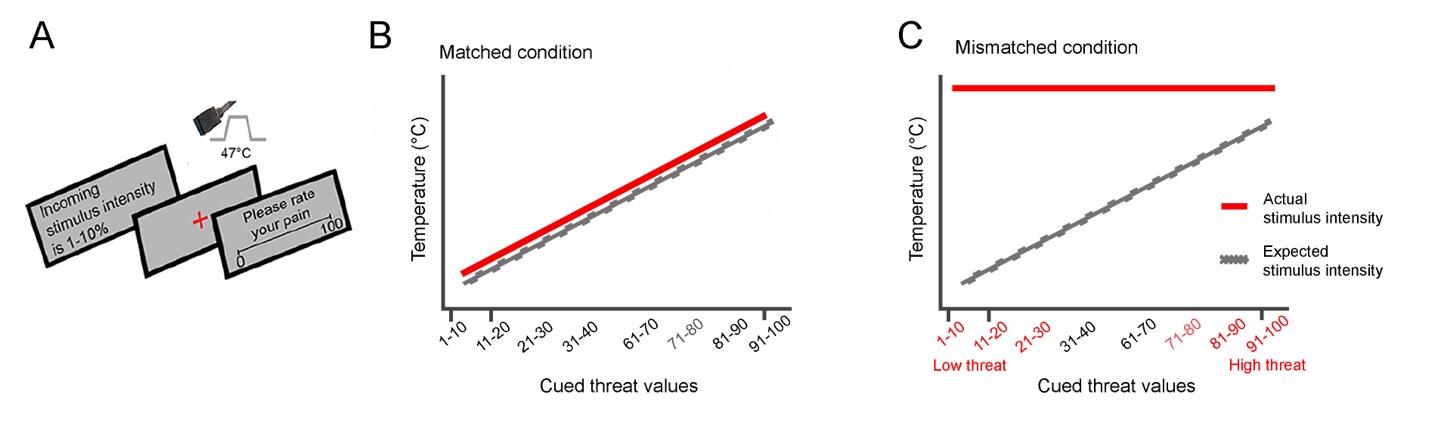 Pak, V. & Hashmi, J.A. (2023). Top-down threat bias in pain perception is predicted by higher segregation between restingstate image